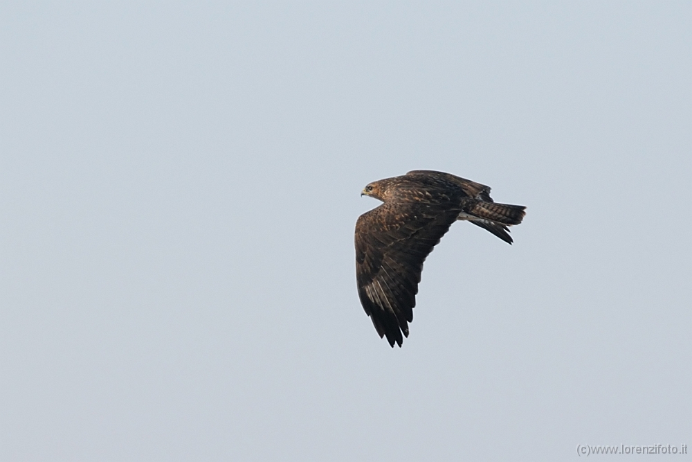 Buteo buteo (Poiana comune)2.jpg